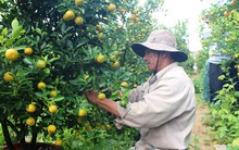 Quất Hội An được giá