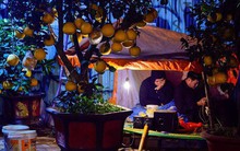 Ảnh: Tê cóng trong đêm Hà Nội lạnh dưới 10 độ C trông cây cảnh Tết