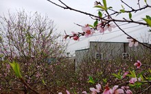 Đào phai nở rộ, dân "méo mặt" vì mất Tết