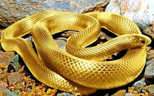 Dự đoán vận mệnh năm Mậu Tuất: Một năm đầy may mắn với người tuổi Tỵ