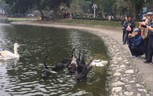 PGS Hà Đình Đức: "Họ bảo tôi không làm gì cho Hồ Gươm, khiến rùa chết còn bảo thủ"