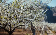 Những ngày cận Tết, hoa mận trắng nở rộ Mộc Châu đẹp đến mê mẩn