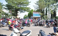 Choáng váng với cây đào Tết giá 120 triệu