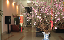 Trang trí nhà cửa thế nào cho hợp phong thủy để đón Tết Mậu Tuất nhiều tài lộc, may mắn?