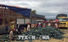 Dưa hấu được mùa, được giá, nông dân Ninh Thuận phấn khởi đón Tết