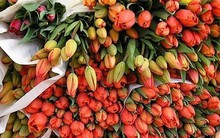 Chuộng hàng ngoại, người Việt chi 18 triệu USD nhập khẩu hoa, cây cảnh chơi Tết