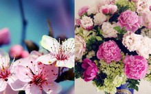Tết Việt Nam thì không thể thiếu đào mai, còn người dân châu Á trưng hoa gì trong năm mới để có nhiều may mắn tài lộc?