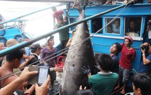 Ra Hoàng Sa câu cá ngừ vây xanh kỷ lục