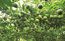 Vượt qua gạo, dầu thô: Khát vọng 10 tỷ USD của trái cây Việt