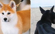 9 giống chó đắt tiền nhất thế giới, và Việt Nam có 1 trong số đó