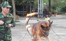 Biệt đội chó đặc nhiệm và chuyện chưa kể về "vật thể lạ" khi đón Tổng thống Trump