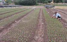 Trồng hoa cúc 'dư ra' trăm triệu đồng trên 450m2 ruộng