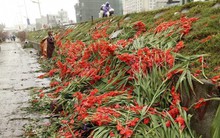 "Khóc" vì hoa lay ơn