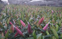 Hà Nội: Làng hoa Tây Tựu nở trái mùa, nông dân khóc ròng vì cắm nhà trả nợ