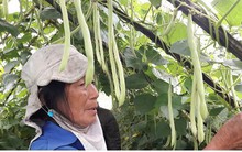 Rau quá rẻ, nông dân khóc ròng vì phải nhổ cho bò ăn