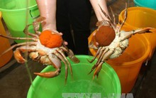 Giá cua biển tăng mạnh