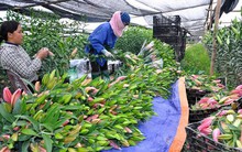 Hoa ly rớt giá thê thảm do nở muộn