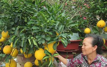 Nho kiểng, bưởi Diễn hút hàng