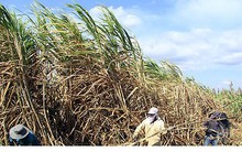 Nhà máy đường chậm thu mua, người trồng mía nguy cơ mất Tết