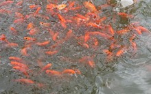 Lãi đậm nhờ kinh doanh cá chép đỏ cho ngày ông Công, ông Táo