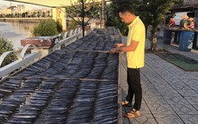 Giáp Tết, người nuôi cá kèo lao đao