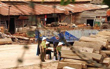 Khai trừ đảng 2 cán bộ kiểm lâm ký khống hàng trăm m3 gỗ lậu