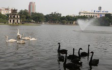 Người tặng thiên nga thả ở Hồ Gươm: "Tôi rất buồn và có lẽ đầu hàng dư luận thôi"