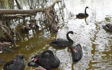 Ông Dương Trung Quốc: 'Thả thiên nga dễ biến Hồ Gươm thành hồ thiên nga"