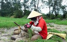 Nông dân lo mất Tết vì kiệu mất mùa rớt giá