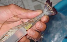 Nhập lậu hải sản đang phân hủy để bán dịp Tết