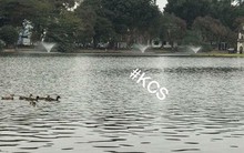 Một bầy vịt vừa tới sống ở hồ Gươm sau khi đàn thiên nga dọn đi chỗ khác