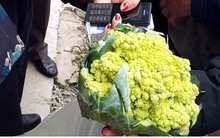 Sản xuất rau an toàn cho thu nhập cao gấp 7 lần trồng lúa