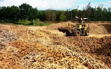 Giá sắn tăng mạnh do xuất sang Trung Quốc thuận lợi