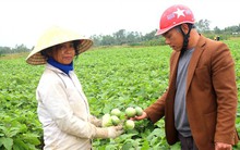 Cà dừa được mùa, giá cả ổn định, dân đi hái như trẩy hội