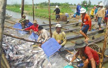 Hoa Kỳ sắp thanh tra thực tế chương trình kiểm soát cá da trơn Việt Nam