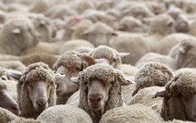 Đây là cách nhanh nhất giúp bạn thất bại: Hãy đi theo đám đông