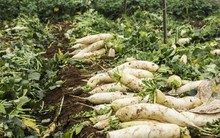 Cánh đồng ngập trắng củ cải bị vứt bỏ vì không ai mua
