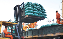 Vinafood II bán hết 115 triệu cổ phần trong ngày IPO, giá bình quân 10.101 đồng/cp