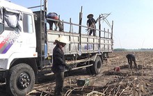 Nông dân Đồng Nai điêu đứng vì mía cháy