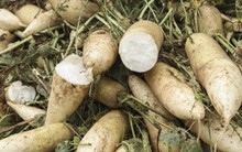 Cánh đồng ngập trắng củ cải vứt bỏ vì không ai mua: Chính quyền bó tay