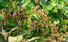 Nông dân Bình Phước trúng đậm mùa điều