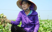 Giá rau xanh bán rẻ như cho vẫn ế, tại sao?