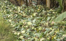 Nông dân ngậm ngùi phá bỏ su hào vì không bán được