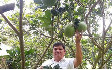 Trở thành tỷ phú nhờ trồng bưởi da xanh