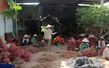 Hành tím Sóc Trăng lại mất giá, nông dân lỗ vốn