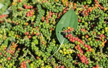 Tiêu đen Bà Rịa-Vũng Tàu được bảo hộ chỉ dẫn địa lý