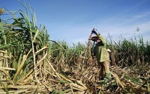 Không thể bảo hộ ngành mía đường mà “phớt lờ” quyền lợi 93 triệu dân