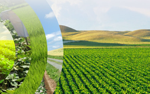 NSC dự kiến chào mua 3,4 triệu cổ phần Giống cây trồng Miền Nam với giá 70.000 đồng/cp