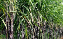 Chủ tịch Hiệp hội Mía đường: Mọi người hiểu nhầm Hậu Giang "giải cứu" mía đường