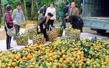 Ồ ạt tăng diện tích, cam sành rớt giá liên miên